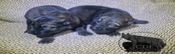 Perro Lobo Checoslovaco perros en venta: Perro lobo /wolfdog  - Anuncio 2