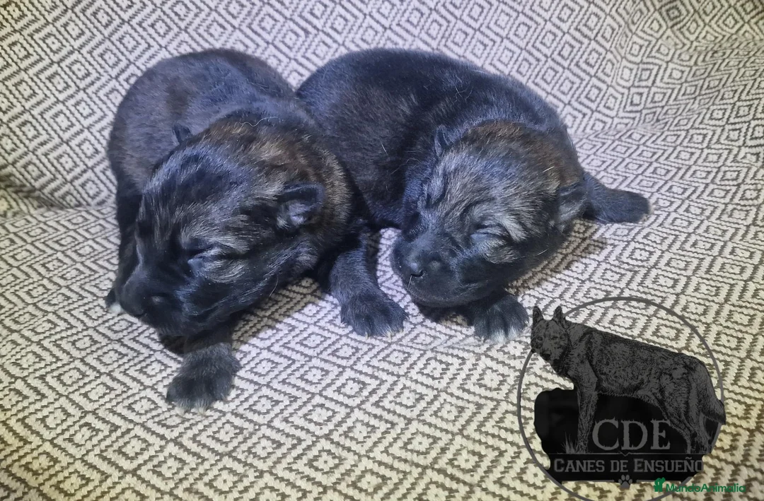 Perro Lobo Checoslovaco perros en venta: Perro lobo /wolfdog  - Anuncio 2