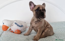 Bulldog Francés perros en venta: Bulldog francés  - Imagen 3