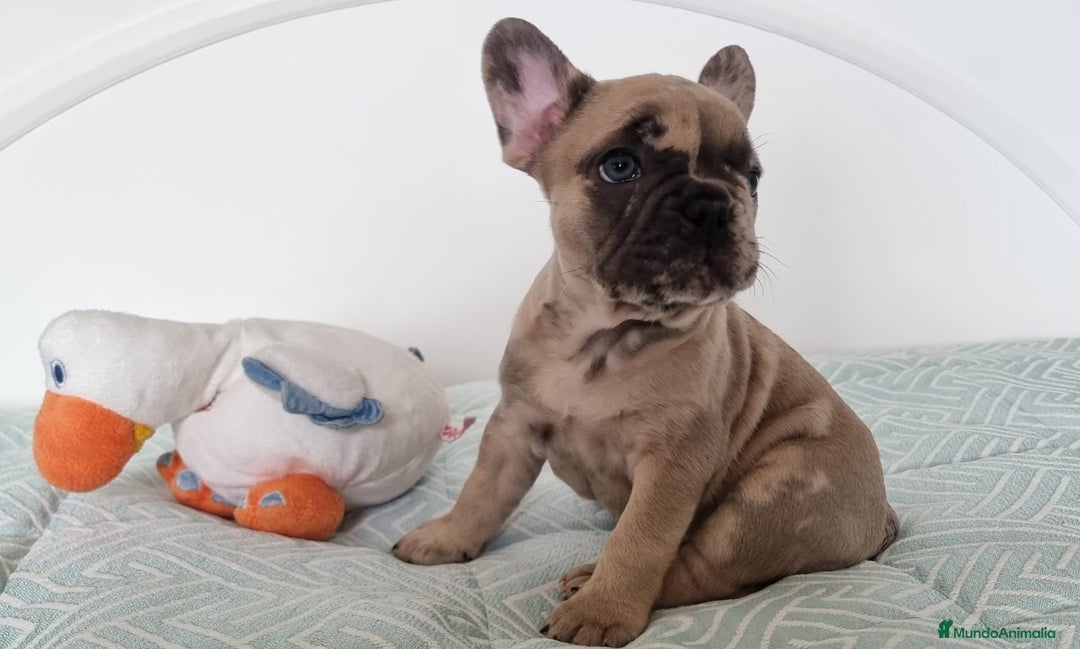 Bulldog Francés perros en venta: Bulldog francés  - Imagen 3