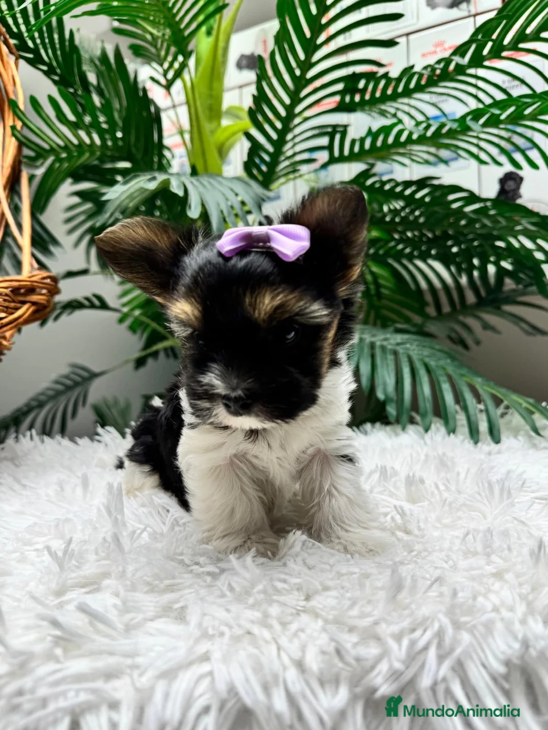 Yorkshire Terrier perros en venta: YORKSHIRE BIEWER - Anuncio 2