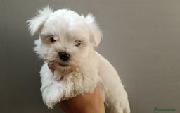 Bichón Maltés perros en venta: Bichón Maltes Americano Hembra - Anuncio 4