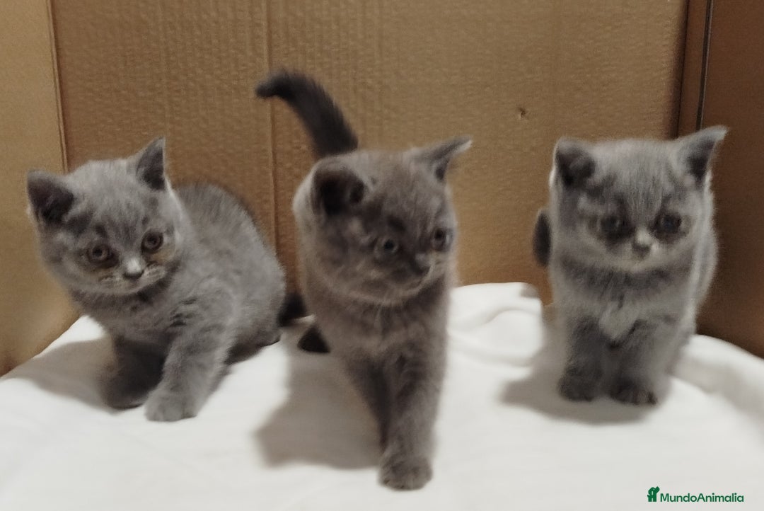Británico de Pelo Corto Azul gatos en venta: British Shorthair ultimo cachorrito - Imagen 3