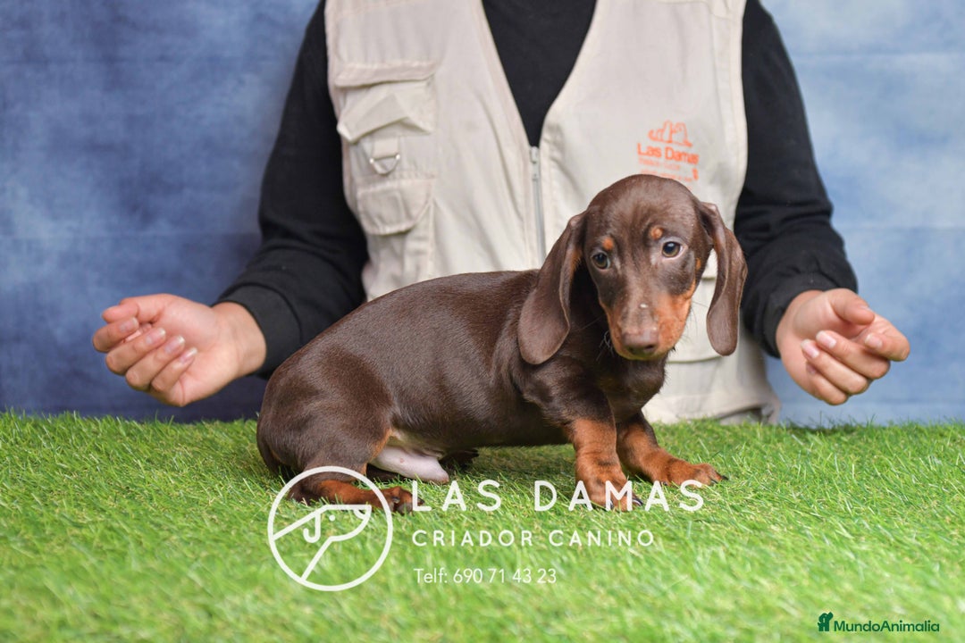 Teckel perros en venta: Cachorros de teckel disponibles - Anuncio 6