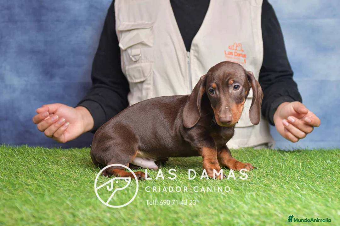 Teckel perros en venta: Cachorros de teckel disponibles - Anuncio 6