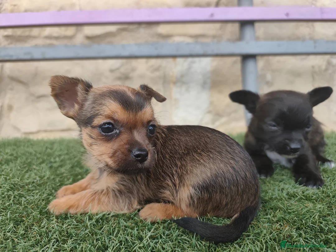 Raza Mixta perros en venta: Chorkie disponibles  en Madrid - Anuncio 2