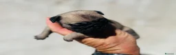 Carlino - Pug perros en venta: Carlino - pug hembra  - Anuncio 4