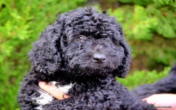Perro de Agua Español perros en venta: CACHORRO MACHO PERRO DE AGUA  - Imagen 3
