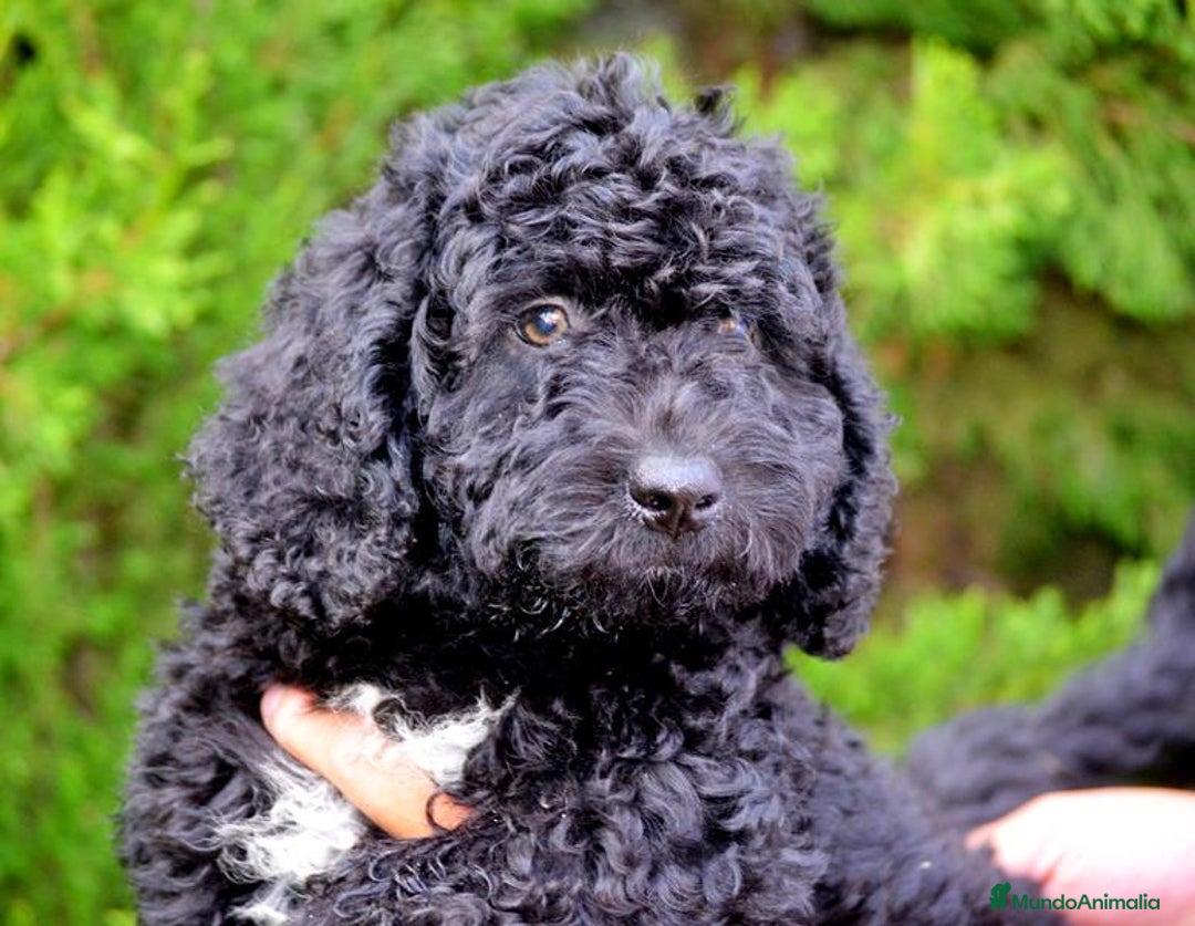 Perro de Agua Español perros en venta: CACHORRO MACHO PERRO DE AGUA  - Imagen 3