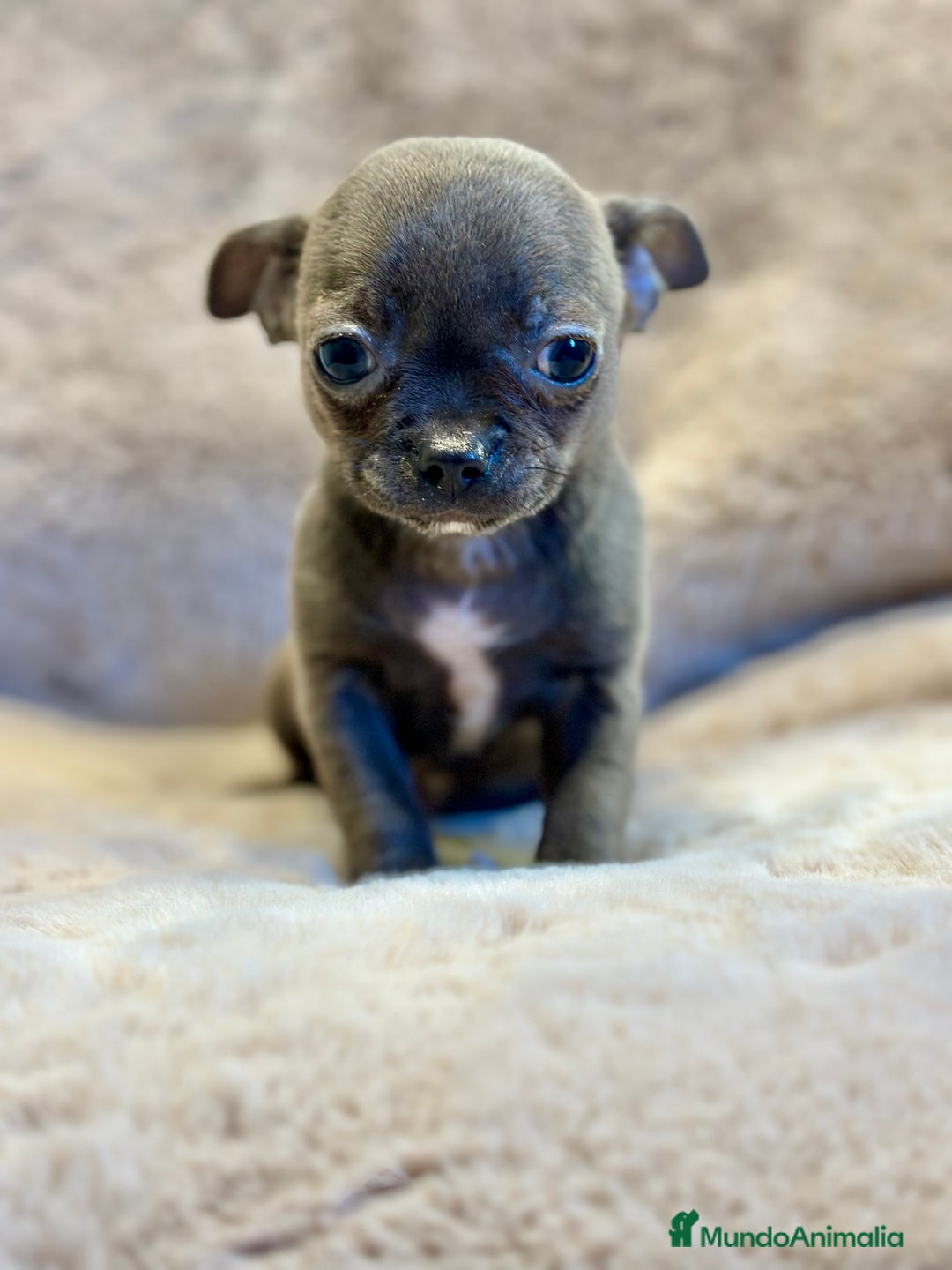 Chihuahua perros en venta: CHIHUAHUA TOY BLUE SOLIDO - Anuncio 6