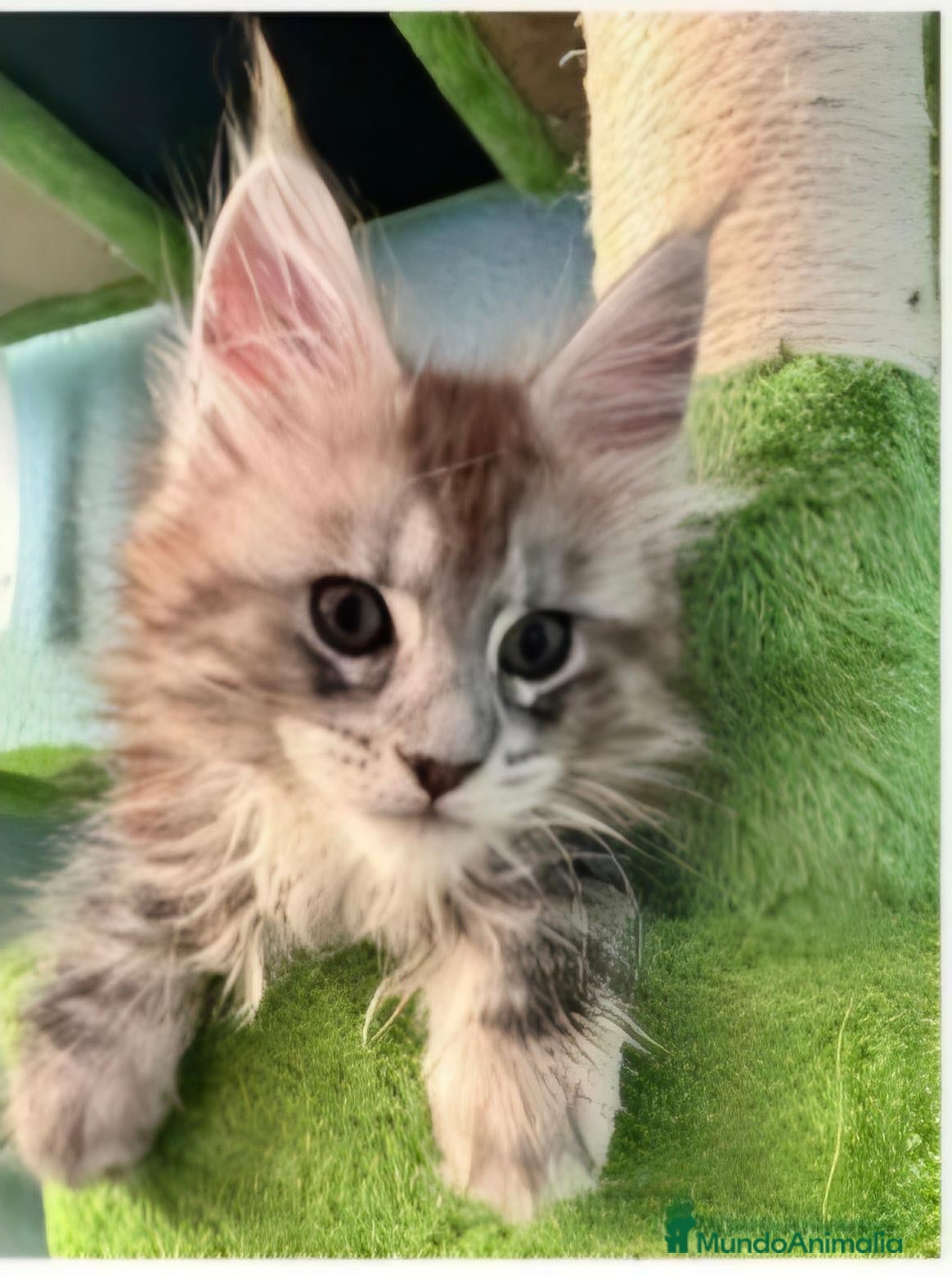 Maine Coon gatos Hembra maine coon tabby silver  - Anuncio 36