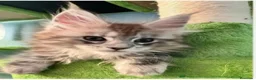Maine Coon gatos en venta: Hembra maine coon tabby silver  - Anuncio 1