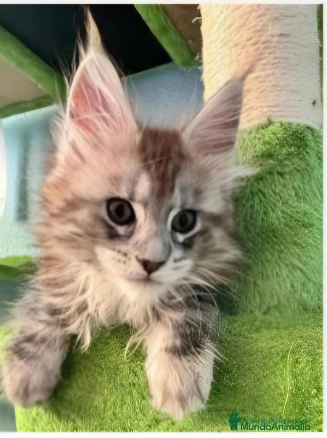 Maine Coon gatos en venta: Hembra maine coon tabby silver  - Anuncio 1