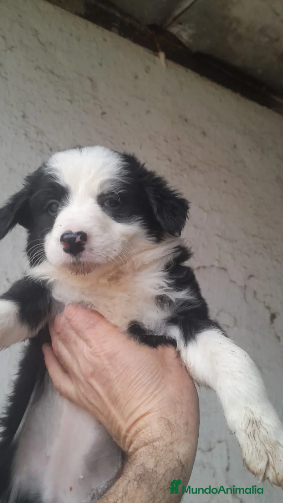 Border Collie perros en venta: Excelente cachorro border collie  - Anuncio 1