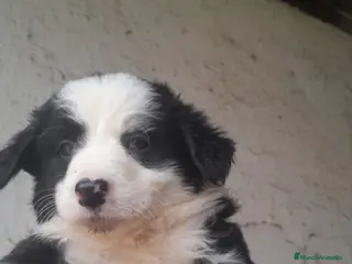 Border Collie perros Excelente cachorro border collie - Anuncio 1
