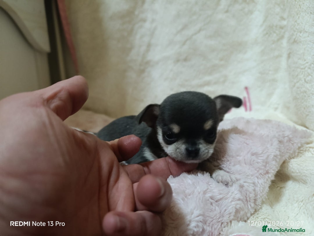 Chihuahua perros en venta: Chihuhuas toy  - Anuncio 6