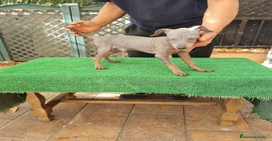 Pinscher Miniatura perros - Anuncio 13