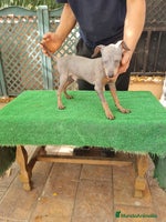 Pinscher Miniatura perros - Anuncio 1