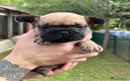 Bulldog Francés perros en venta: Bulldog fawn macho  - Imagen 3