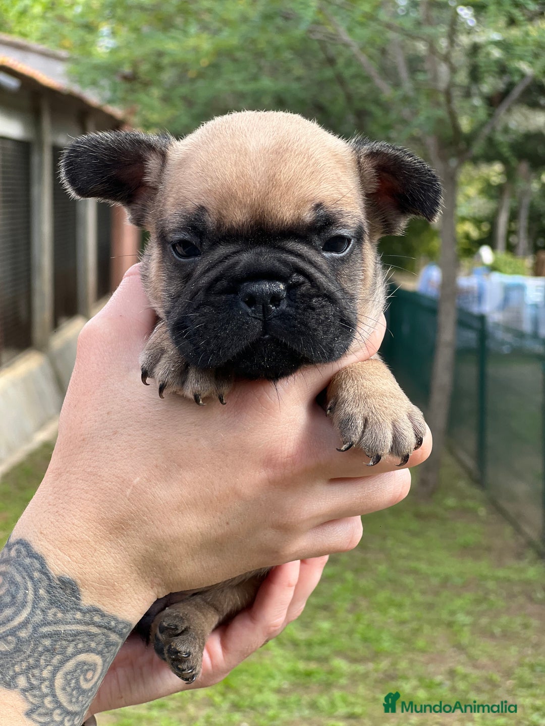 Bulldog Francés perros en venta: Bulldog fawn macho  - Imagen 3
