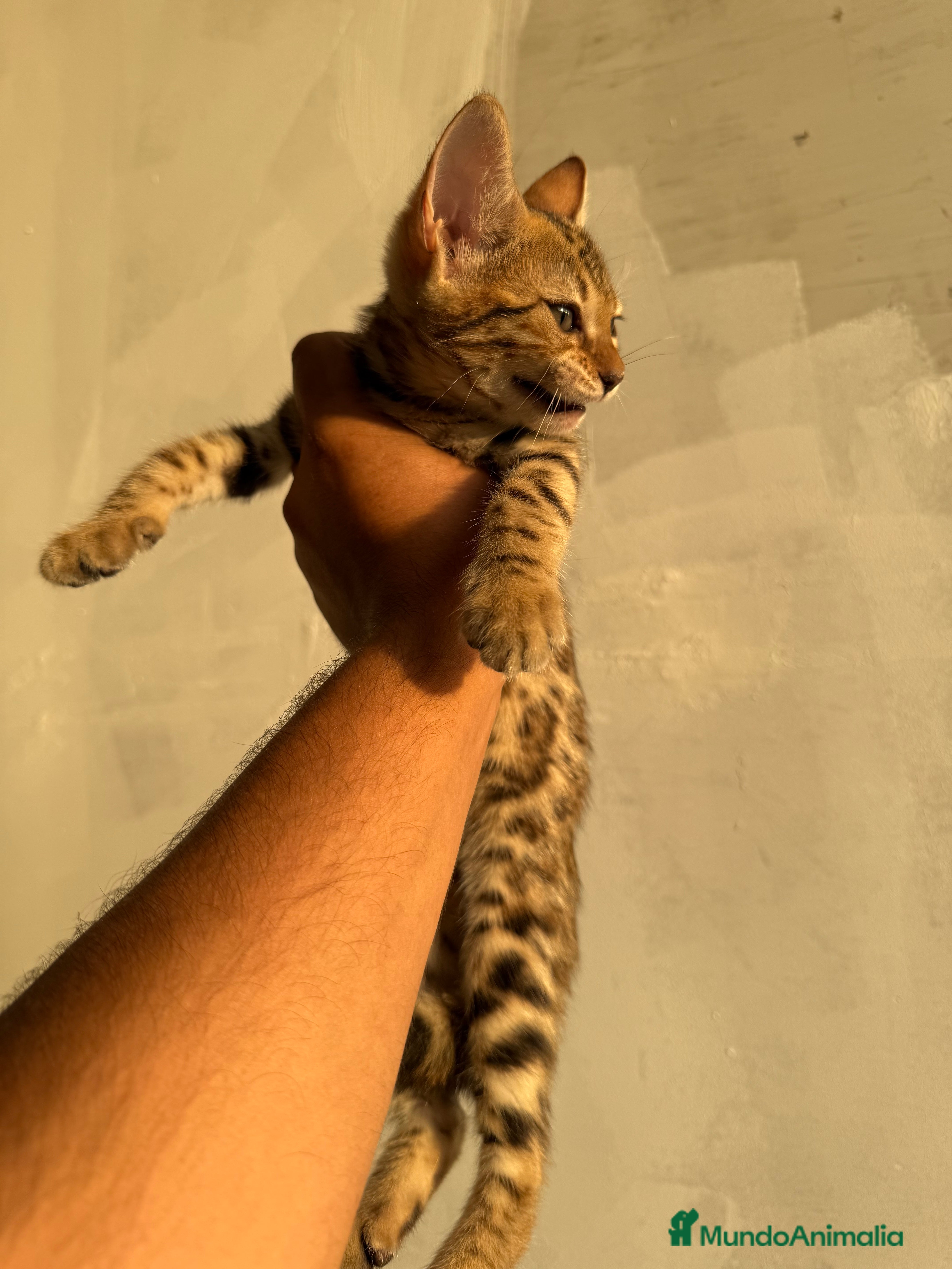 Bengalí gatos Bengali - Anuncio 1