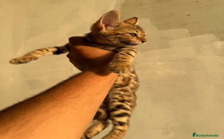 Bengalí gatos - Anuncio 1