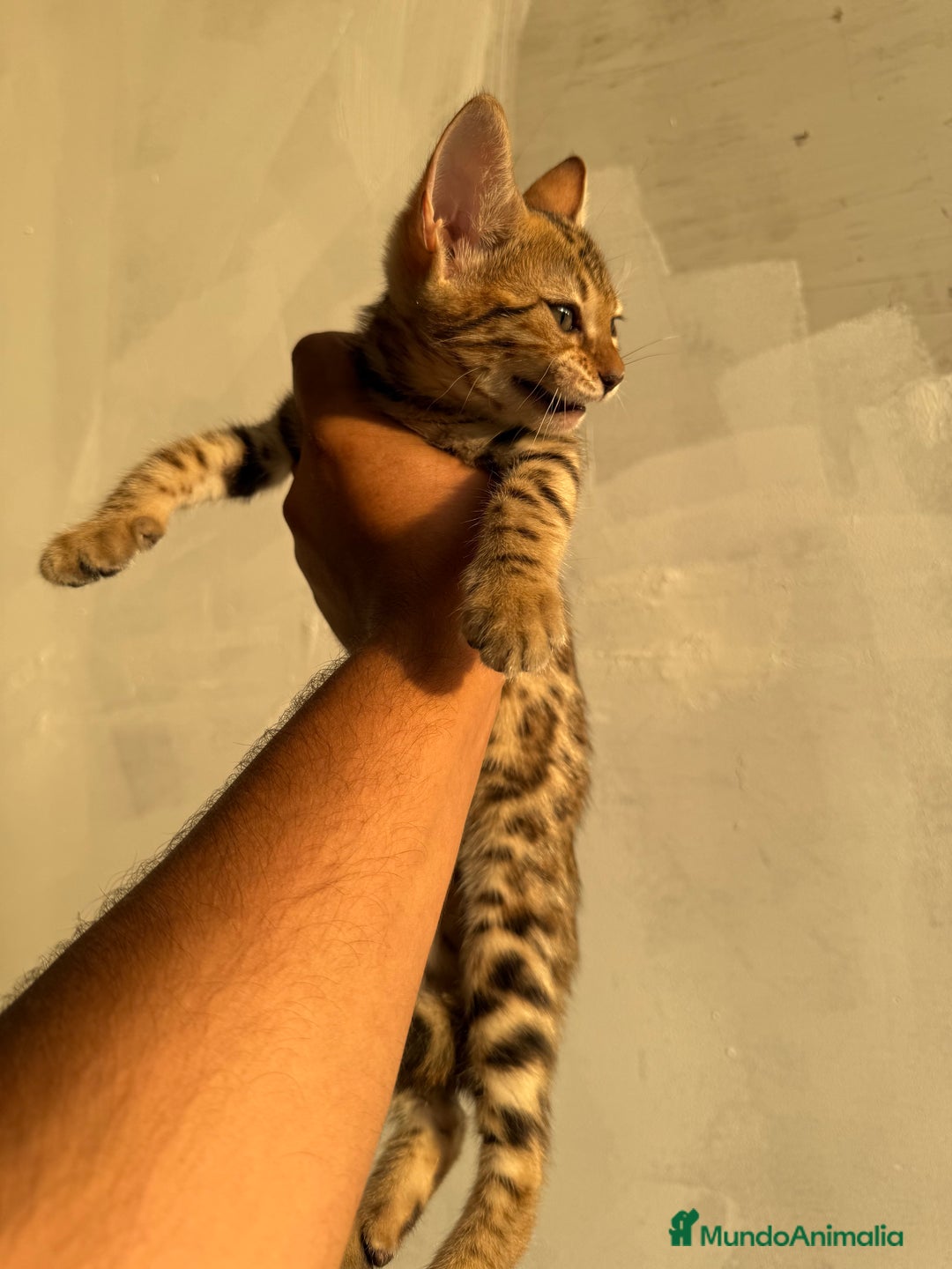 Bengalí gatos en venta: Bengali - Imagen 1