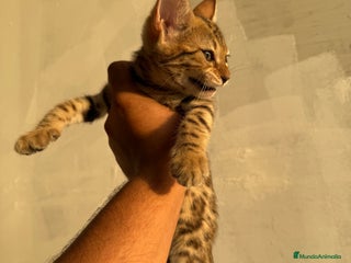 Bengalí gatos - Anuncio 1