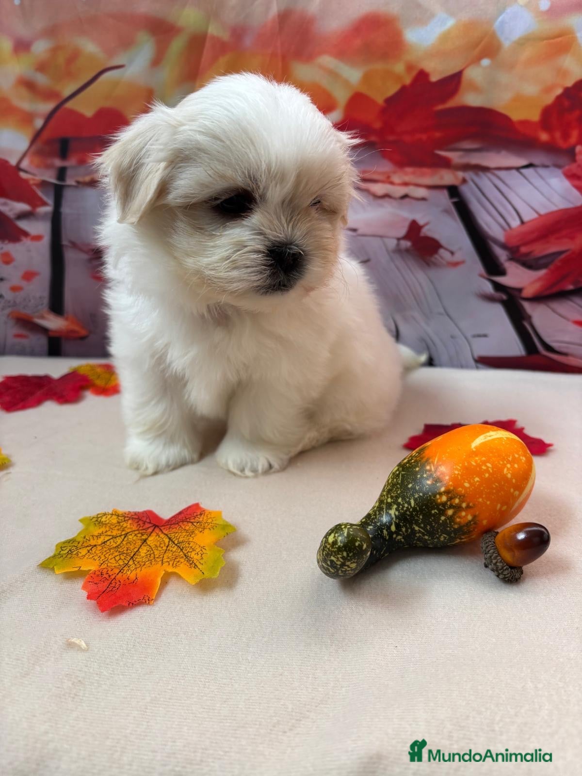 Shih Tzu perros en venta: Shih tzu Macho Bicolor!!! - Anuncio 1