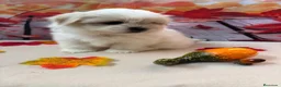 Shih Tzu perros en venta: Shih tzu Macho Bicolor!!! - Anuncio 1