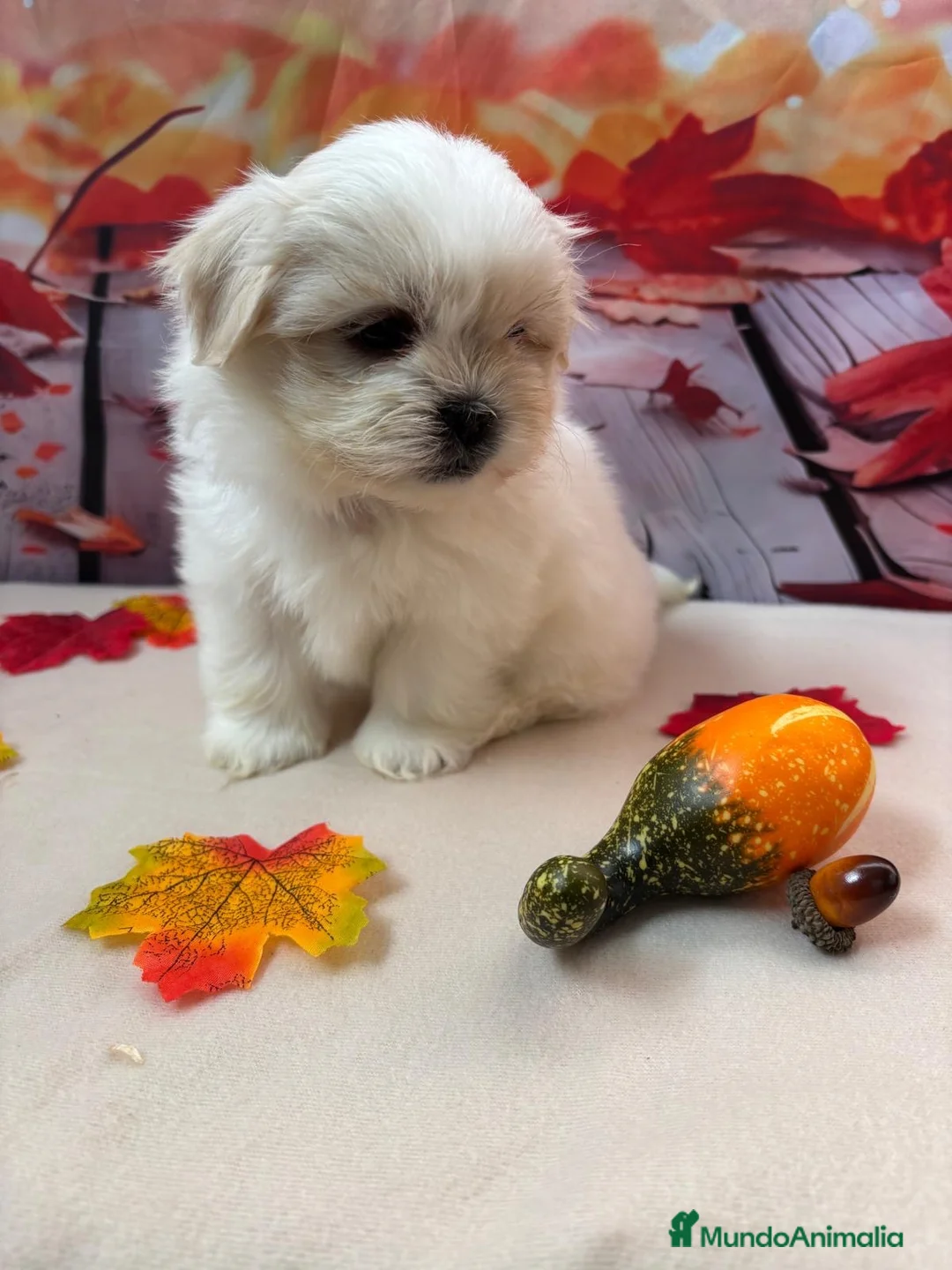 Shih Tzu perros en venta: Shih tzu Macho Bicolor!!! - Anuncio 1
