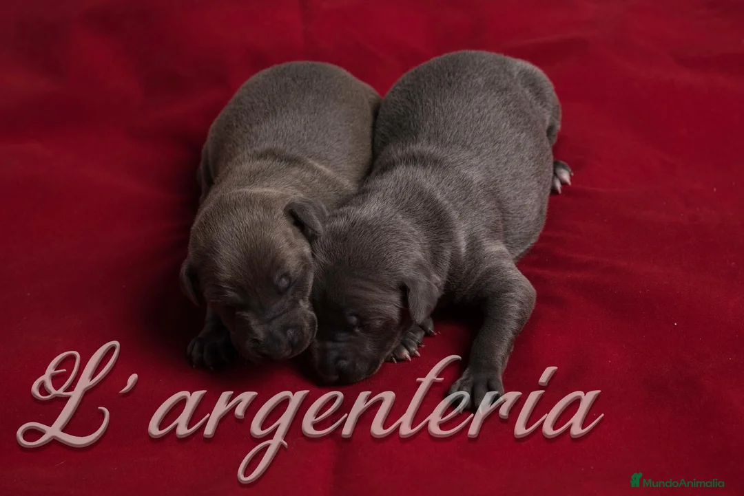 Pequeño Lebrel Italiano perros en venta: Camada Leberel Italiano - Anuncio 1
