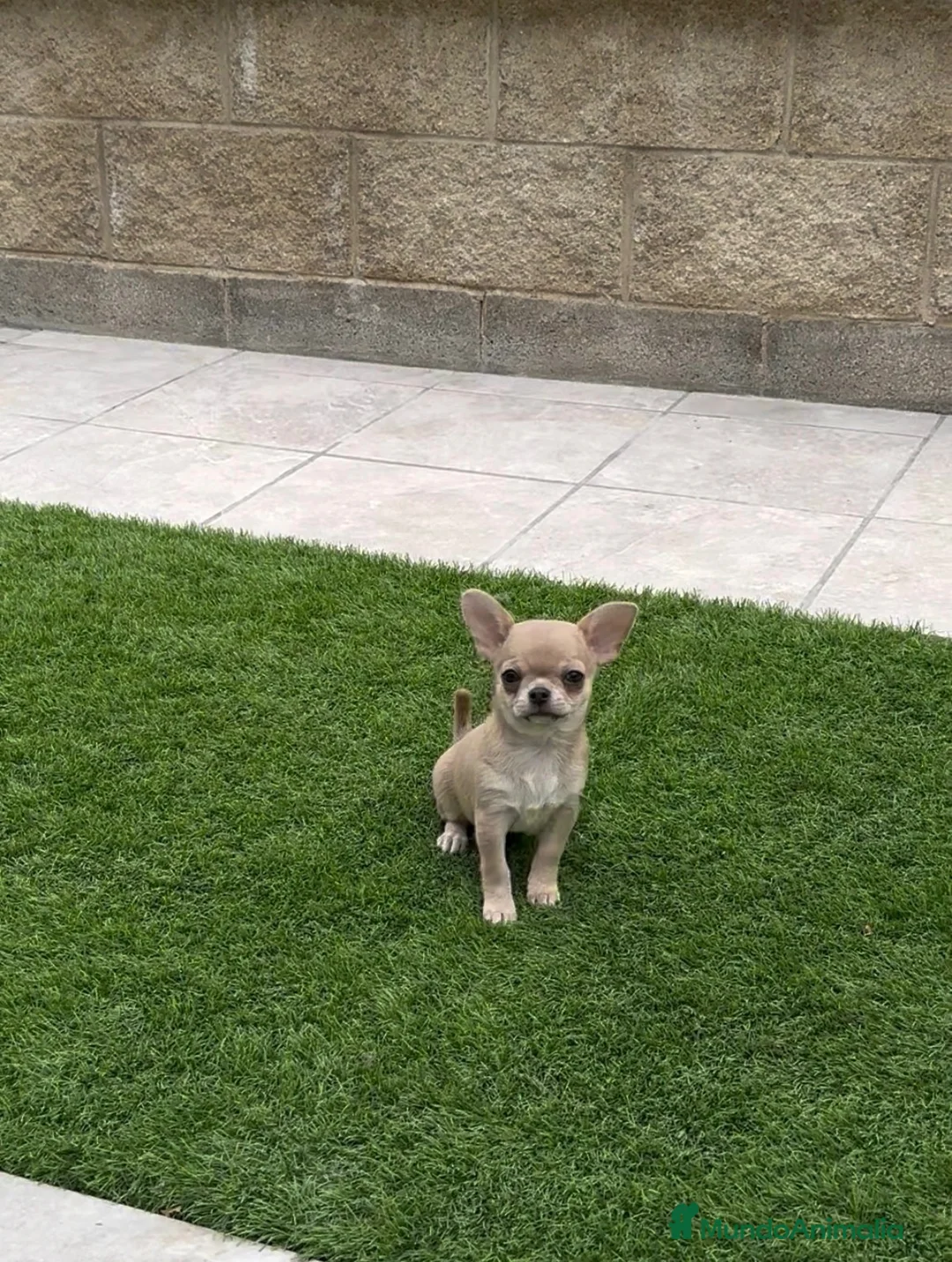 Chihuahua perros en venta: Princesita chihuahua lilac - Anuncio 9