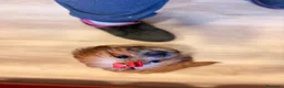 Shihpoo perros en venta: Soy Miranda una ShihPoo Divina!!  - Anuncio 5