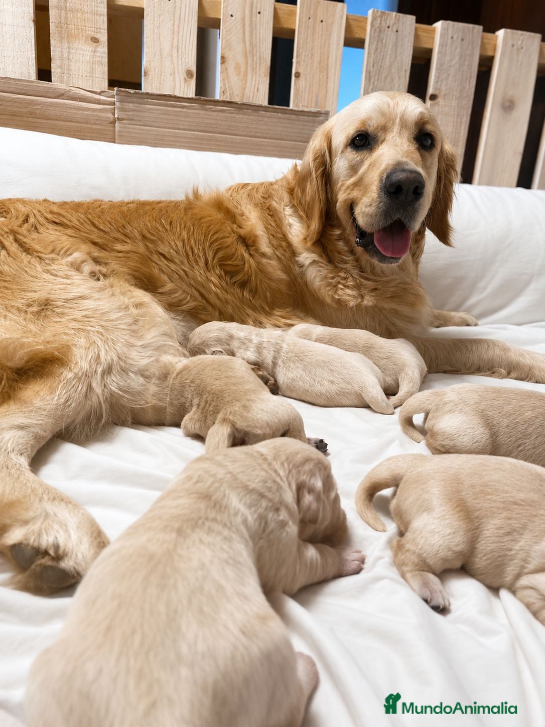 Golden Retriever perros  CACHORRITOS GOLDEN RETRIEVER DISPONIBLES - Anuncio 14