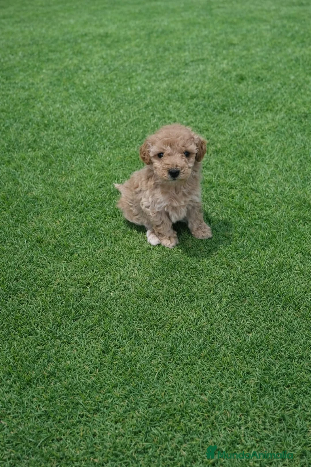 Caniche Enano perros en venta: Caniche hembra apriciot - Anuncio 1