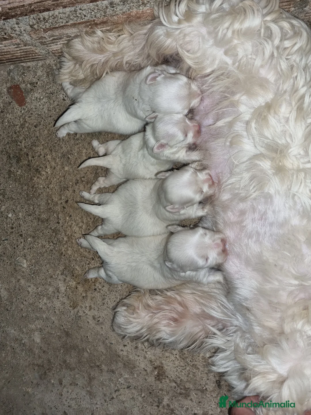 West Highland White Terrier perros en venta: Westy en Cáceres - Anuncio 5