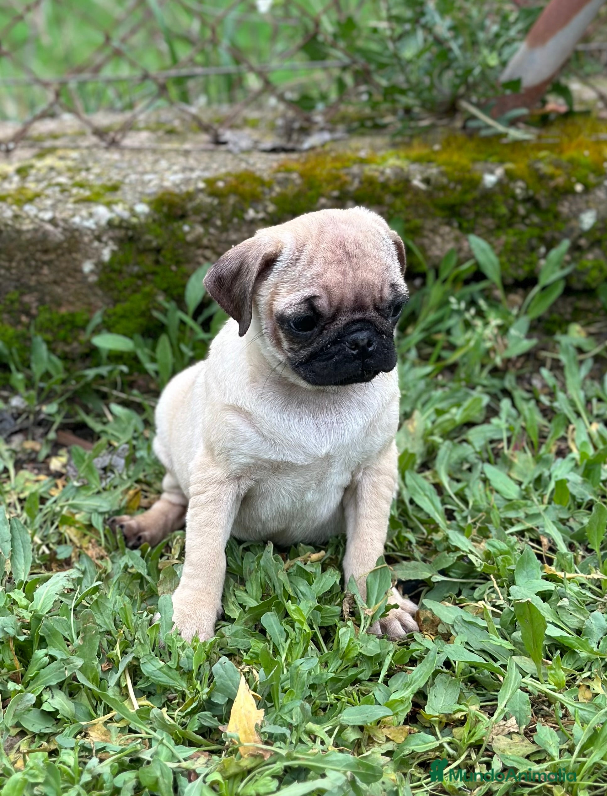 Carlino - Pug perros CARLINO PUG ARENA MACHO DISPONIBLE - Anuncio 1