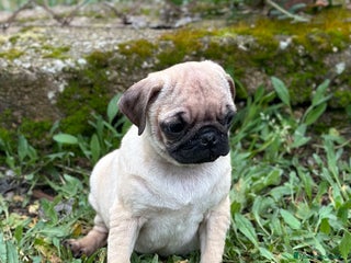 Carlino - Pug perros en Barcelona - Anuncio 3