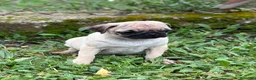 Carlino - Pug perros en venta: CARLINO PUG ARENA MACHO DISPONIBLE en Barcelona - Anuncio 1