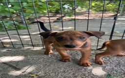 Pinscher Miniatura perros en venta: Pinscher Miniatura  - Imagen 3