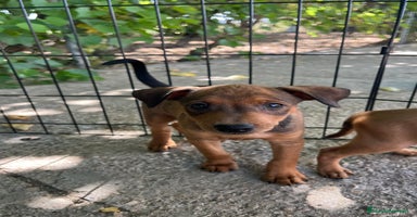 Pinscher Miniatura perros - Anuncio 2