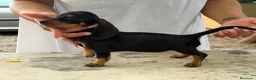 Teckel Miniatura perros en venta: Teckel mini  - Anuncio 2