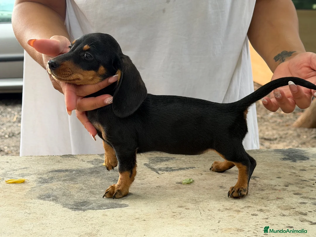 Teckel Miniatura perros en venta: Teckel mini  - Anuncio 2