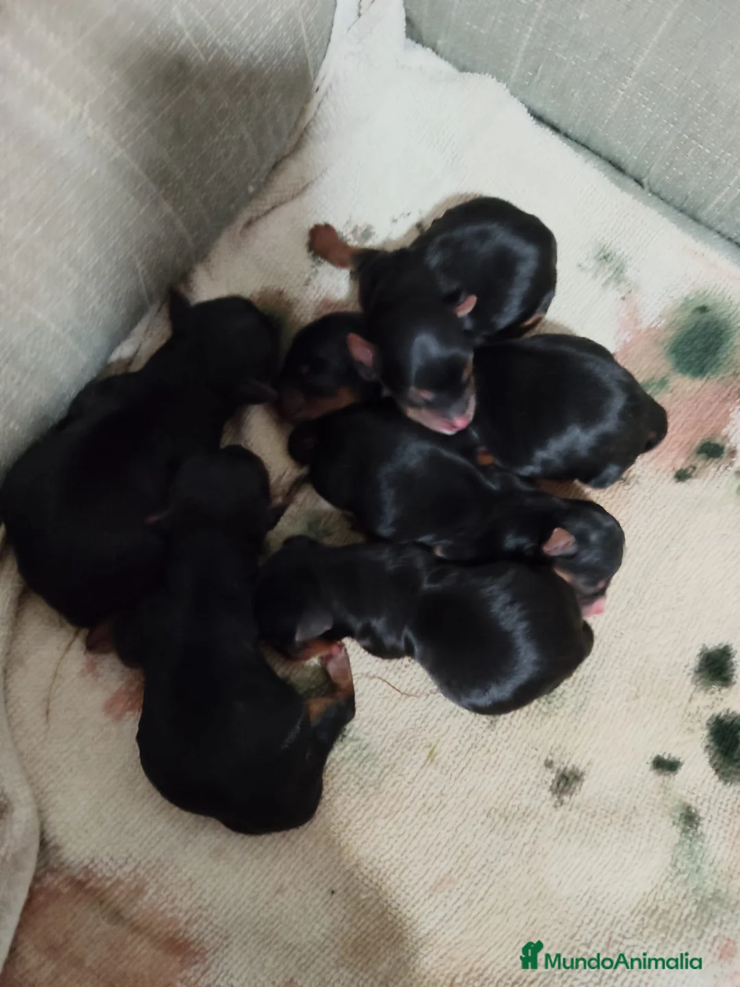 Yorkshire Terrier perros en venta: Yorkshire terrier  - Anuncio 2