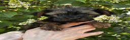 Yorkiepoo perros en venta: Machitos Yorkiepoo toy en Castellón - Anuncio 2