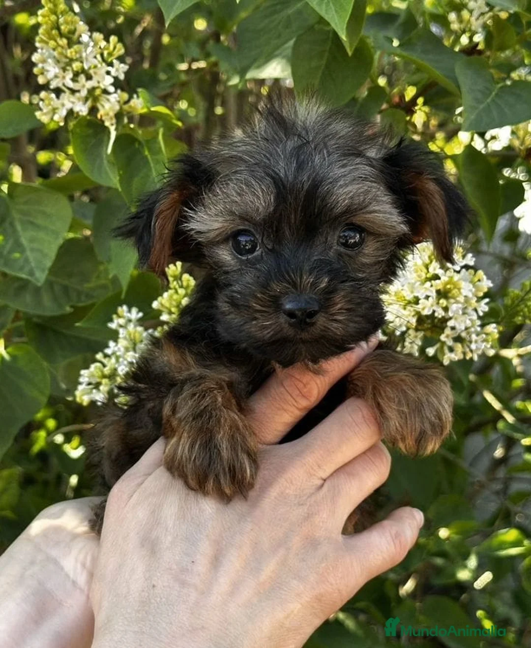 Yorkiepoo perros en venta: Machitos Yorkiepoo toy en Castellón - Anuncio 2