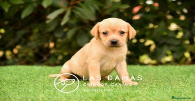 Labrador Retriever perros - Anuncio 6