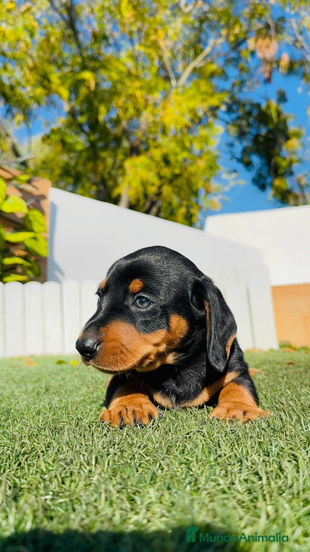 Teckel Miniatura perros en venta: TECKEL MINIATURA - Anuncio 4