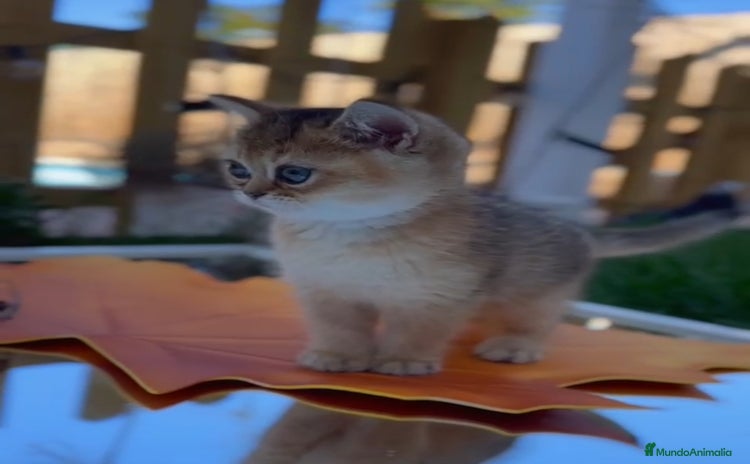 Británico de Pelo Corto gatos - Anuncio 4